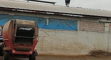 Aşıdan kaçan dana soluğu çatıda aldı