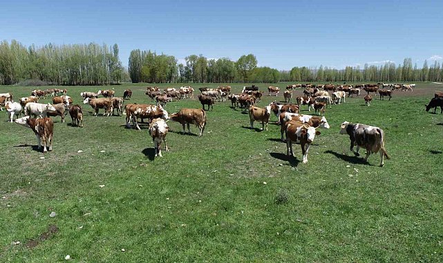 Aydıntepeli üreticiler için açılan 'Süt Sığırı Yetiştiricisi' kursunda başvurular yarın bitiyor
