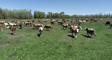 Aydıntepeli üreticiler için açılan 'Süt Sığırı Yetiştiricisi' kursunda başvurular yarın bitiyor