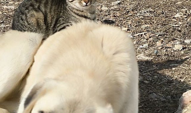 Aynı kaptan yemek yiyip sırtında gezdirdi: Kedi ile köpeğin inanılmaz dostluğu