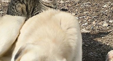 Aynı kaptan yemek yiyip sırtında gezdirdi: Kedi ile köpeğin inanılmaz dostluğu