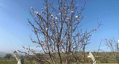 Badem ağaçları çiçek açtı