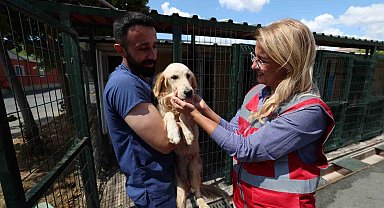 Bakırköy Belediyesi hayvanların yanında