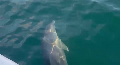 Balıkçı teknesiyle yarışan yunus kameraya yansıdı