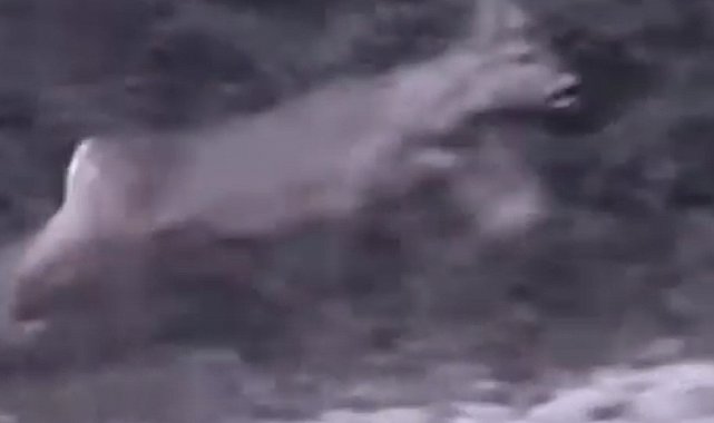 Bartın'da çocukların karaca heyecanı