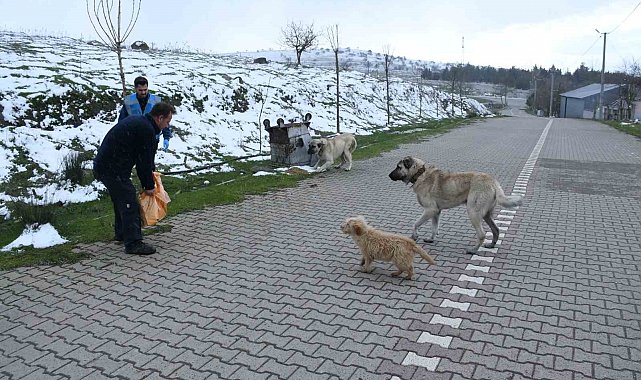 Başkan Ahmet Akın'dan sokaktaki canlara kış desteği