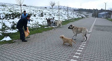 Başkan Ahmet Akın'dan sokaktaki canlara kış desteği