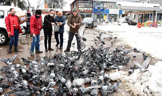 Başkan Kul: "Can dostlarımızın aç kalmaması için mama ve su bırakıyoruz"