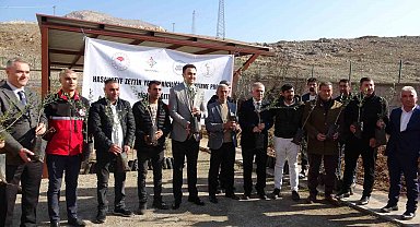 Batman'da 10 bin adet zeytin fidanı dağıtıldı