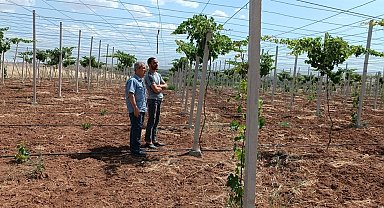 Batman'da devlet desteğiyle modern seracılığın yaygınlaştırılması hedefleniyor