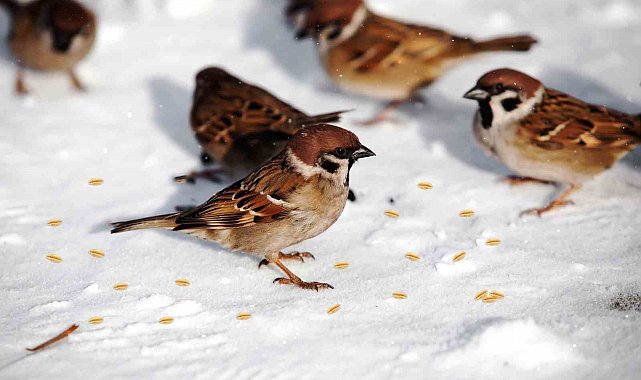 Battalgazi'de yaban hayvanlarına kış desteği