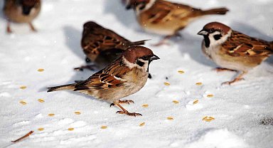 Battalgazi'de yaban hayvanlarına kış desteği
