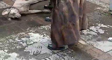 Beşiktaş'ta elektrik akımına kapılan köpek sahibini ısırdı, hattaki sorun giderildi