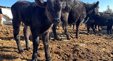 Beyşehir'de ilkbahar dönemi şap aşısı kampanyası başladı
