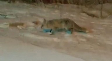 Bilecik'te aç kalan tilkiler yerleşim yerlerine indi