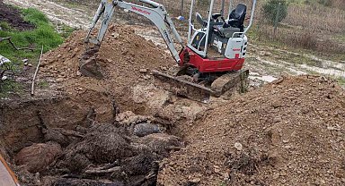 Bir ayda ikinci kez köpekler ağılına saldırdı, bu kez 37 küçükbaş hayvan telef oldu