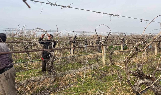 Budanan asmalardan kesilen çubuklar gübreye dönüşüyor