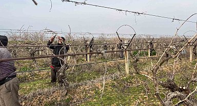 Budanan asmalardan kesilen çubuklar gübreye dönüşüyor