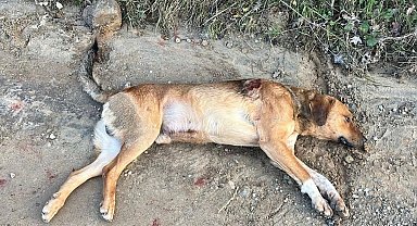Büyükşehir Belediyesi ekipleri, ateşli silahla vurulan köpeğini kurtarmak için seferber oldu