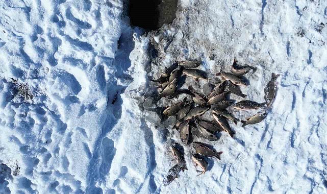 Buz tutan gölette 'Eskimo' usulü balık avı