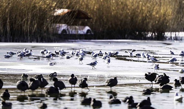 Buz tutan Mogan Gölü'nde kartpostallık görüntüler ortaya çıktı