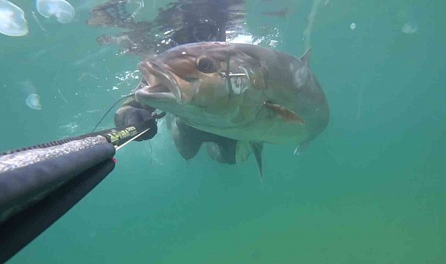 Çanakkale'de zıpkınla 1.8 metre boyunda 63 kilogram akya balığı avladı