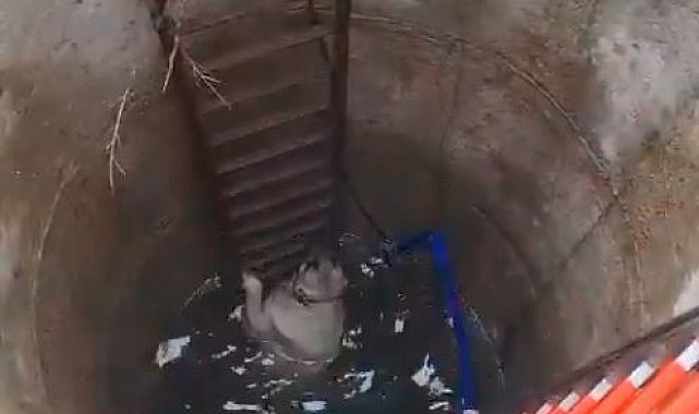 Çatalca'da kuyuya düşen köpeği itfaiyeciler kurtardı