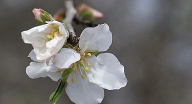 Cemre havaya düşecek