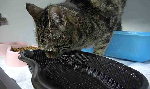 Çeşmeden 10 dakika su içen kediyi gören 'içi yanmış' sandı: "Kediler akan suya bayılır"