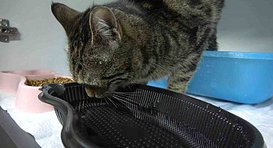 Çeşmeden 10 dakika su içen kediyi gören 'içi yanmış' sandı: "Kediler akan suya bayılır"