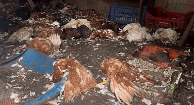 Çiftliklere giren kurt sürüsü hayvanları telef etti