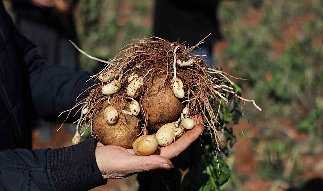 Çukurova'da 4 günlük zirai don, ürünleri etkiledi