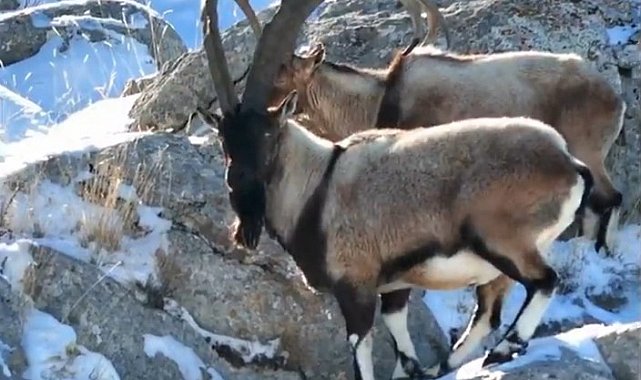 Dağ keçileri Adana'da dronla görüntülendi