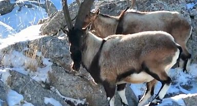 Dağ keçileri Adana'da dronla görüntülendi