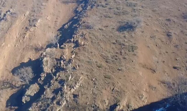 Dağ keçileri sürü halinde görüntülendi