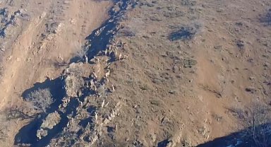 Dağ keçileri sürü halinde görüntülendi