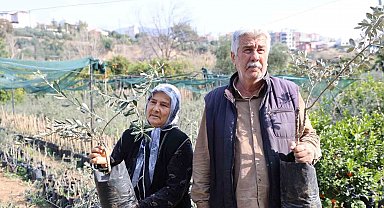 Dağdan topladıkları zeytin fidanlarını aşılayıp dayanıklı zeytin ağacı ortaya çıkardılar