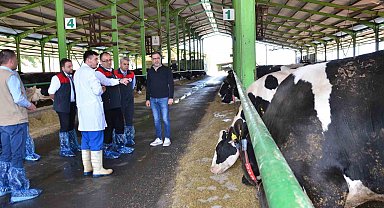 Denizli'de büyük baş hayvanlar için ilkbahar dönemi şap aşılama çalışması başladı