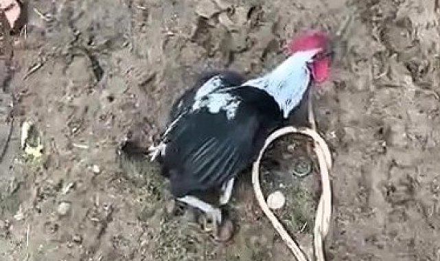 Denizli'nin horozu bayılana kadar öttü