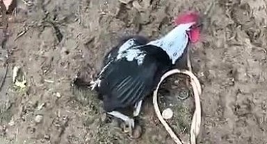 Denizli'nin horozu bayılana kadar öttü