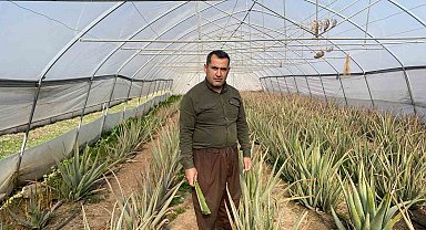 Derecik'in aloe vera üreticisi pazarlama sıkıntısı yaşıyor