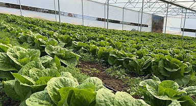 Devlet desteğiyle kurdukları serada 2 kardeş üretim yapıyor