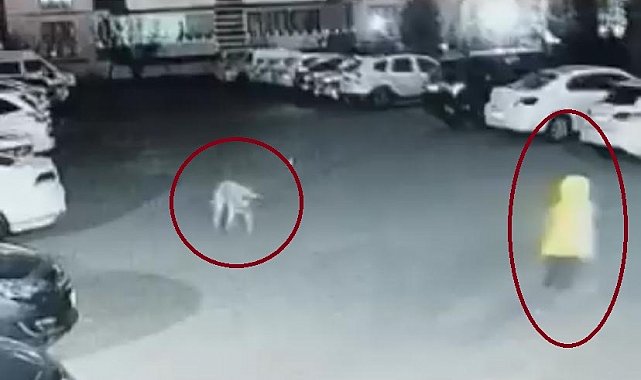 Diyarbakır'da köpek saldırısını uğrayan kadın ve çocuk canını zor kurtardı