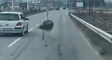 Diyarbakır'da trafikte deve kuşu şaşkınlığı