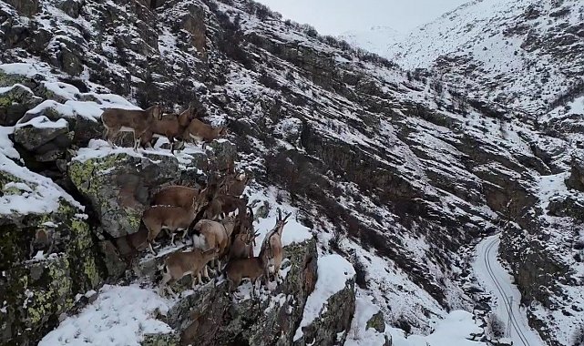 Doğanın uzman tırmanıcıları dağ keçileri Bayburt'un sarp ve dik yamaçlı dağlarında görüldü