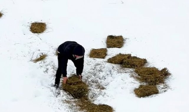 Doğu'da yaban hayvanları için doğaya yem bırakıldı