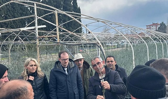 Edremit'te zeytinde budama kursu kursiyerlerine teknik eğitim