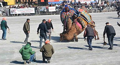 Efeler'de deve güreşi festivali coşkusu