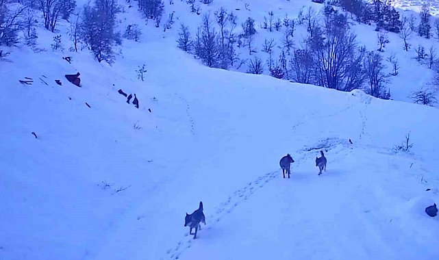 Elazığ'da aç kalan kurtlar köye indi