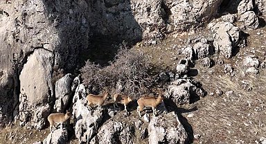 Elazığ'da dağ keçileri havadan görüntülendi